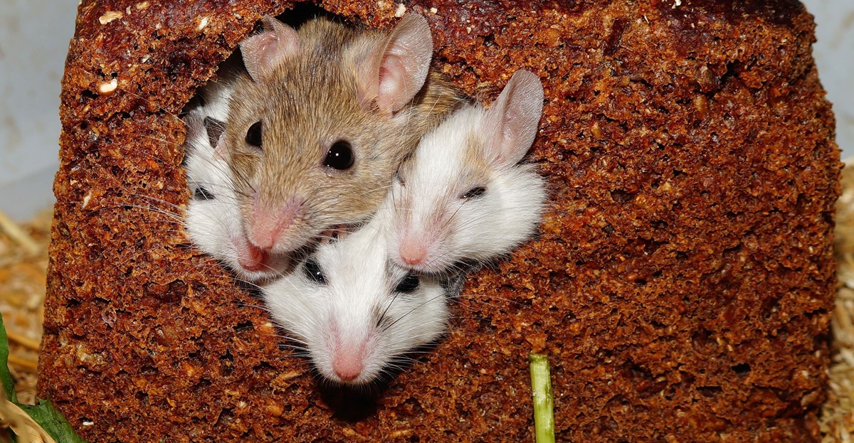 Pest Control Company Roanoke