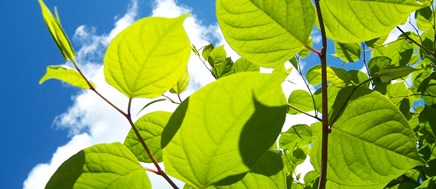 How To: Deal Japanese Knotweed