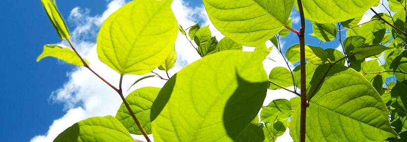 How To: Deal Japanese Knotweed