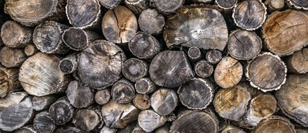 How To: Identify Treat Dry Rot Wet Rot