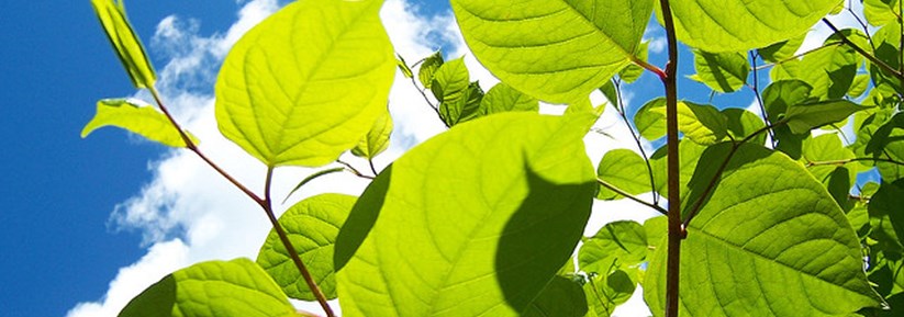 Factsheet: Japanese Knotweed